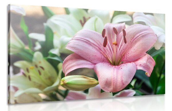 Stampa su tela – Gigli in fiore nel giardino