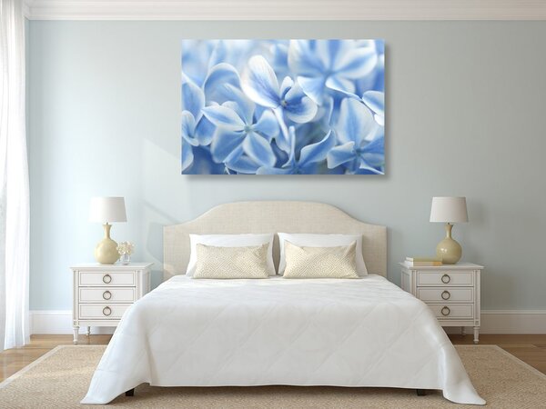 Quadro su tela – Fiori di ortensia in tonalità blu-bianco