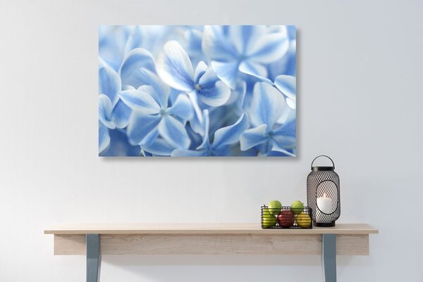 Quadro su tela – Fiori di ortensia in tonalità blu-bianco