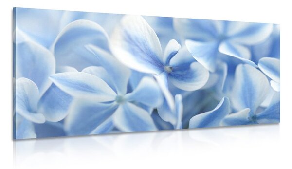 Stampa su tela – Fiori di ortensia blu-bianco