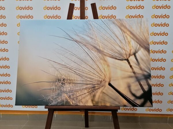 Quadro su tela – Soffione nel campo all'alba