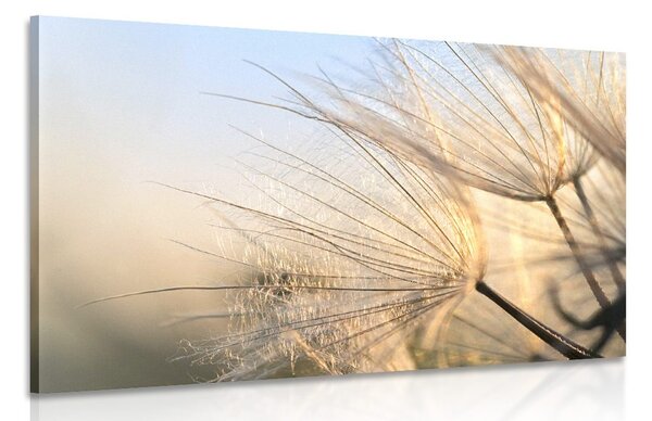 Quadro su tela – Soffione nel campo all'alba
