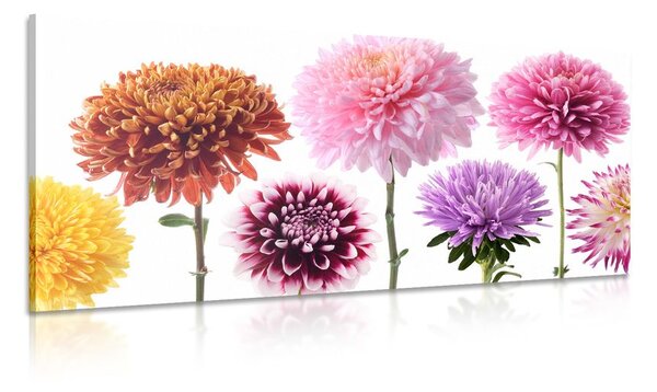 Quadro su tela – Fiori di dalia in design variegato