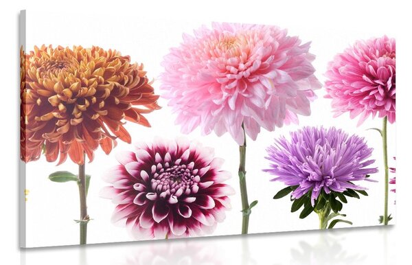 Stampa su tela – Fiori di dalia in design multicolore