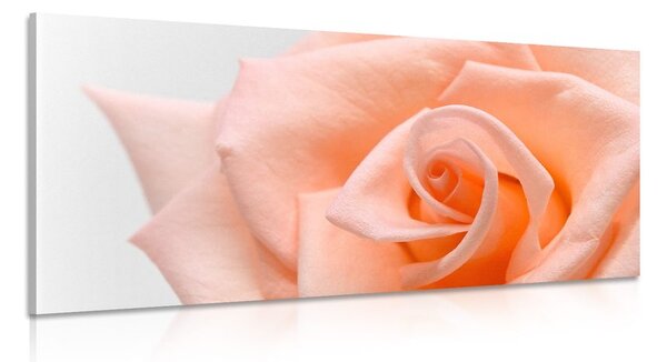 Stampa su tela – Rosa pesca