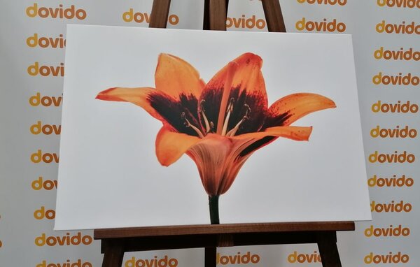 Quadro su tela – Giglio arancione