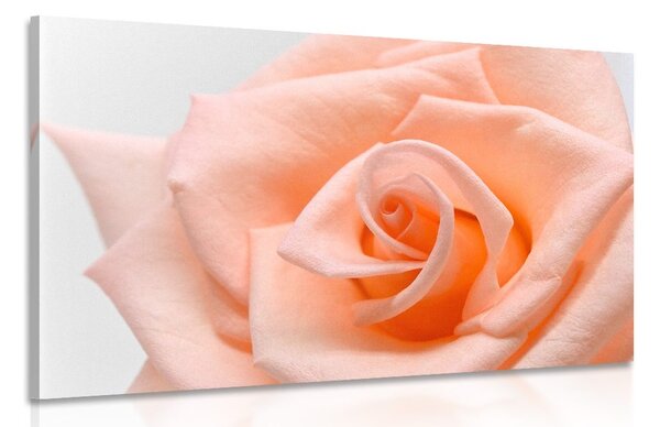 Quadro su tela – Rose in tonalità pesca