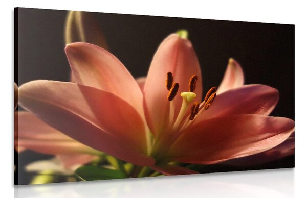 Quadro su tela – Splendido giglio rosa su sfondo nero