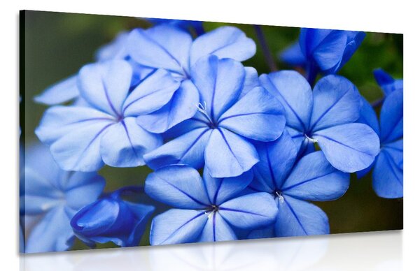 Quadro su tela – Fiori blu selvatici
