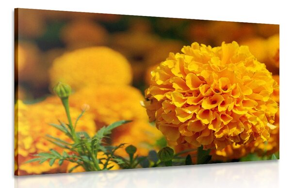 Quadro su tela – Calendula azteca