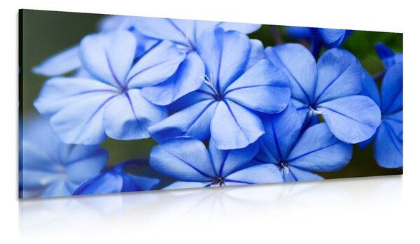 Stampa su tela – Fiori blu pittoreschi