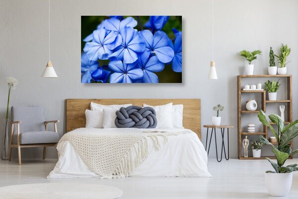 Quadro su tela – Fiori blu selvatici