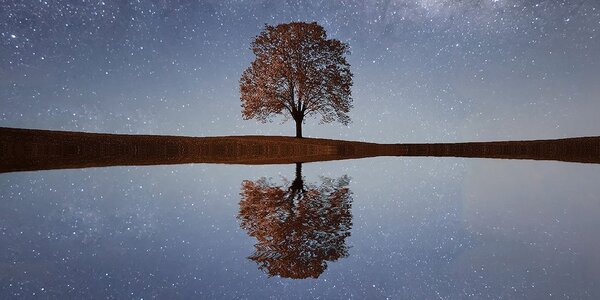 Stampa su tela – Cielo stellato sopra un albero solitario