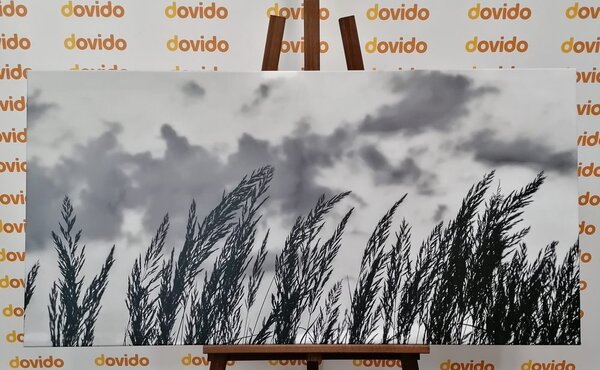 Quadro su tela – Erba in bianco e nero