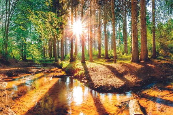Carta da parati autoadesiva – Carta da parati autoadesiva – foresta da fiaba