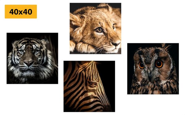 Set di quadri – Animali selvatici