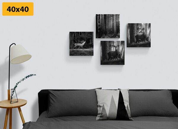 Set di quadri – Animali del bosco in bianco e nero