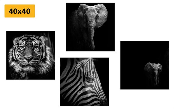 Set di quadri – Animali in stile bianco e nero