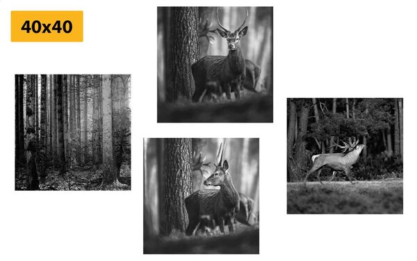 Set di quadri – Animali del bosco in bianco e nero