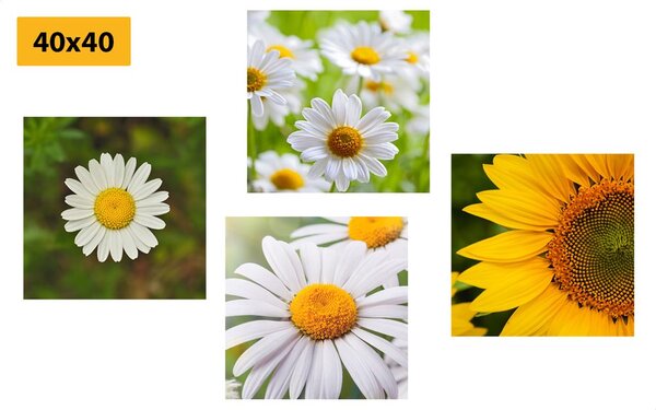 Set di quadri – Fiori di campo