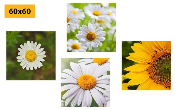 Set di quadri – Fiori di campo