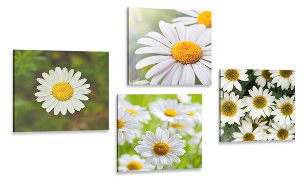 Set di quadri – Fiori incantevoli