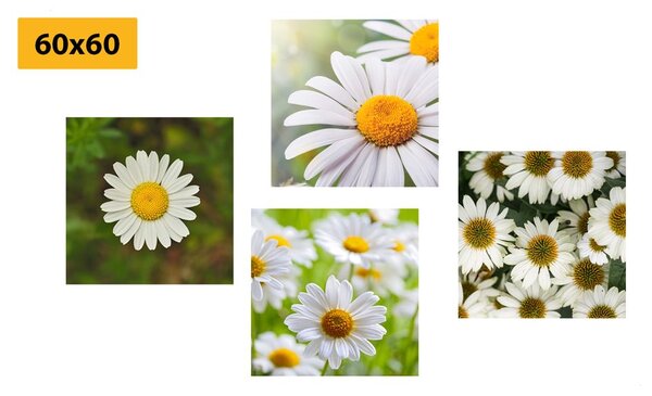 Set di quadri – Fiori incantevoli
