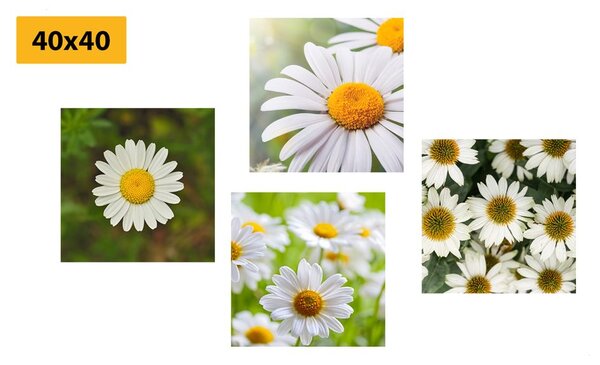 Set di quadri – Fiori incantevoli