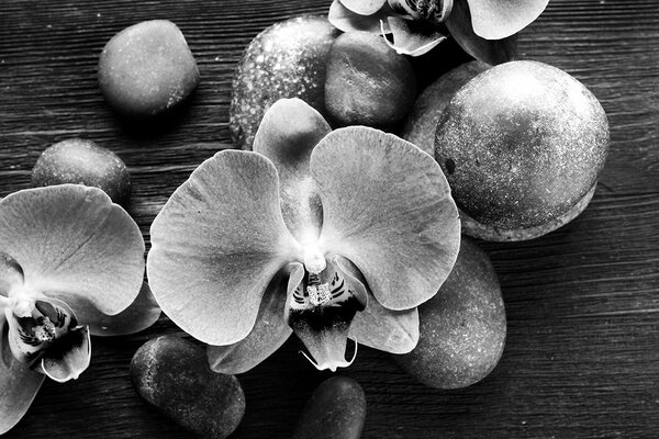 Carta da parati – Orchidea e pietre in bianco e nero
