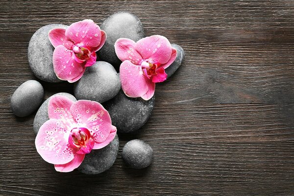 Carta da parati – Composizione Zen con orchidea