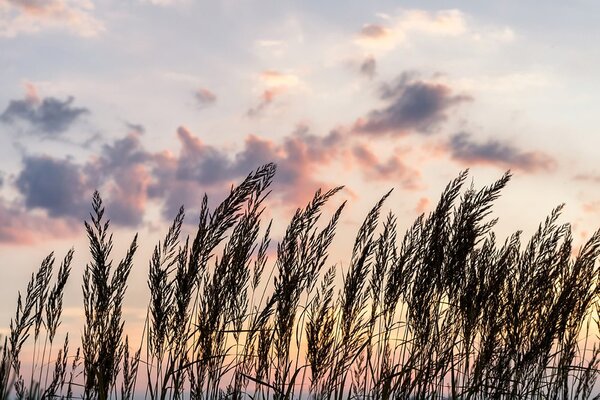 Carta da parati – Erba al tramonto