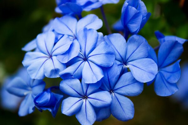 Carta da parati – Fiori selvatici blu