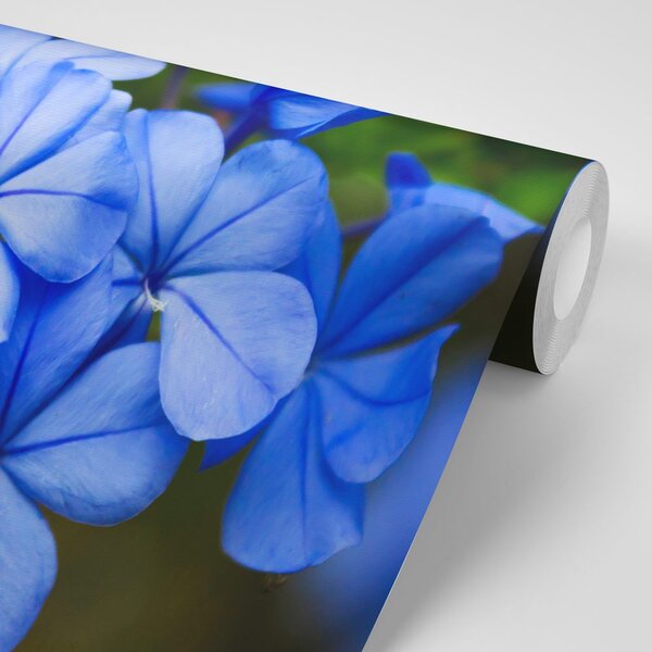 Carta da parati – Fiori selvatici blu