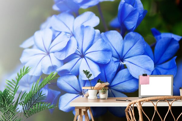Carta da parati – Fiori selvatici blu