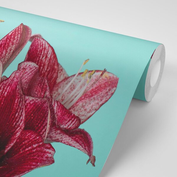 Carta da parati – Amaryllis esotico su sfondo turchese