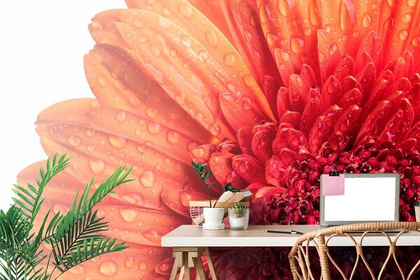 Carta da parati – Gerbera con gocce d'acqua