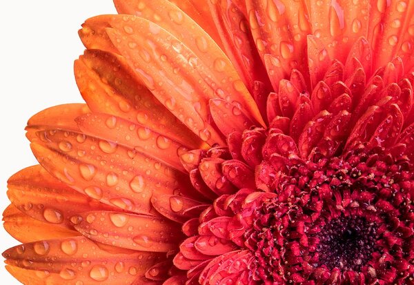 Carta da parati – Gerbera con gocce d'acqua
