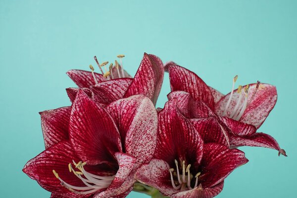Carta da parati – Amaryllis esotico su sfondo turchese