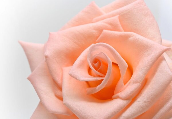 Carta da parati – Rosa in tonalità pesca