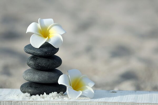 Carta da parati – Pietre armoniche e plumeria