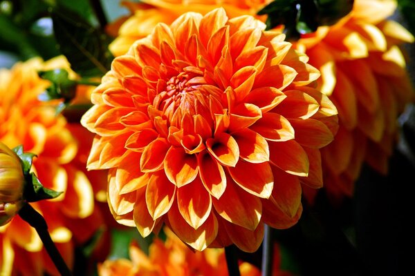 Carta da parati – Dalia arancione