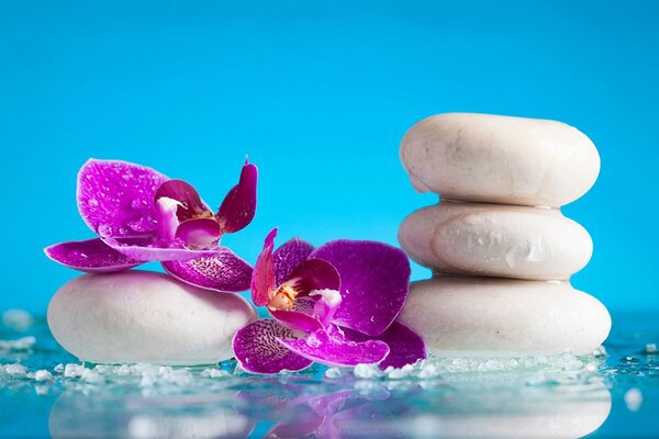 Carta da parati – Natura morta benessere