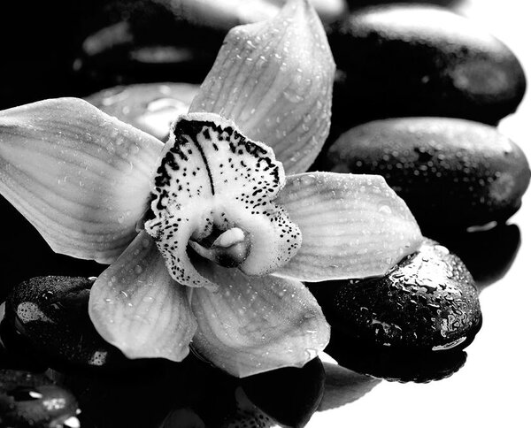 Carta da parati – Orchidea esotica bianco e nero