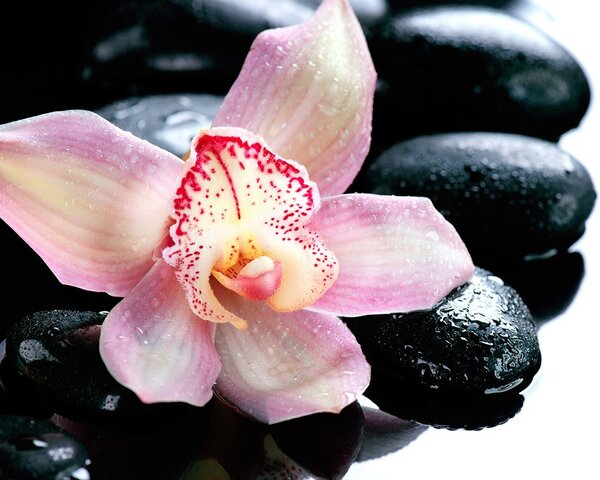 Carta da parati – Orchidea esotica