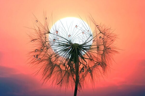 Carta da parati – Dente di leone al tramonto