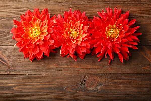 Carta da parati – Fiori di dalia su legno