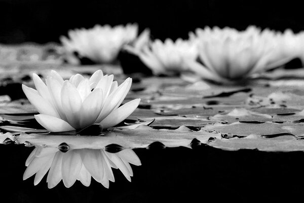 Carta da parati – Fiore di loto bianco e nero