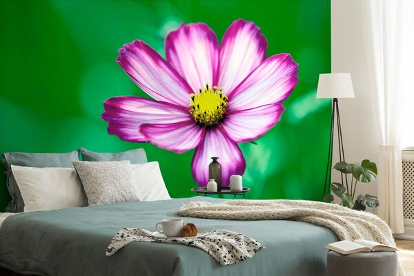 Carta da parati – Fiore di cosmea da giardino