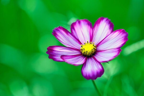 Carta da parati – Fiore di cosmea da giardino