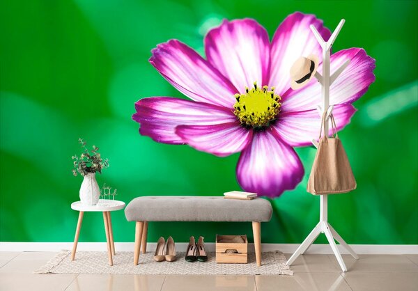Carta da parati – Fiore di cosmea da giardino